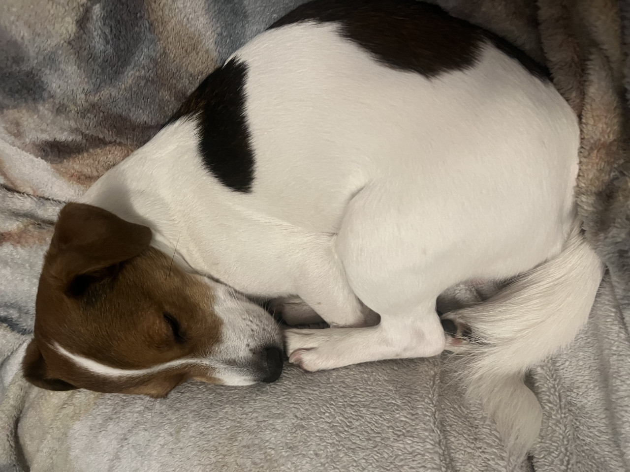 JACK RUSSEL OĞLUMA DİŞİ EŞ ARIYORUM 4