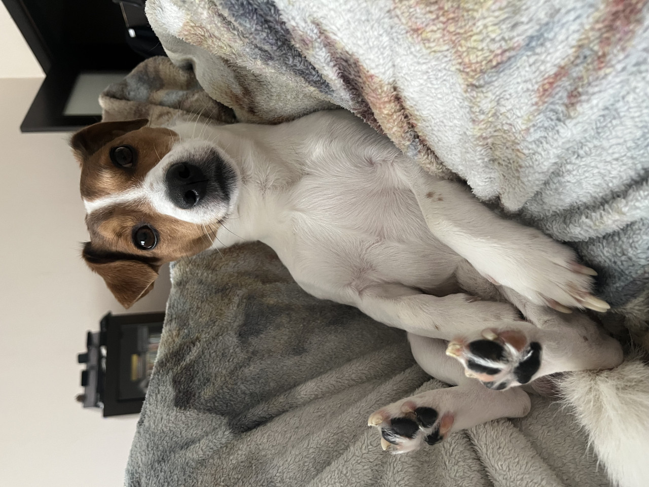 JACK RUSSEL OĞLUMA DİŞİ EŞ ARIYORUM 3