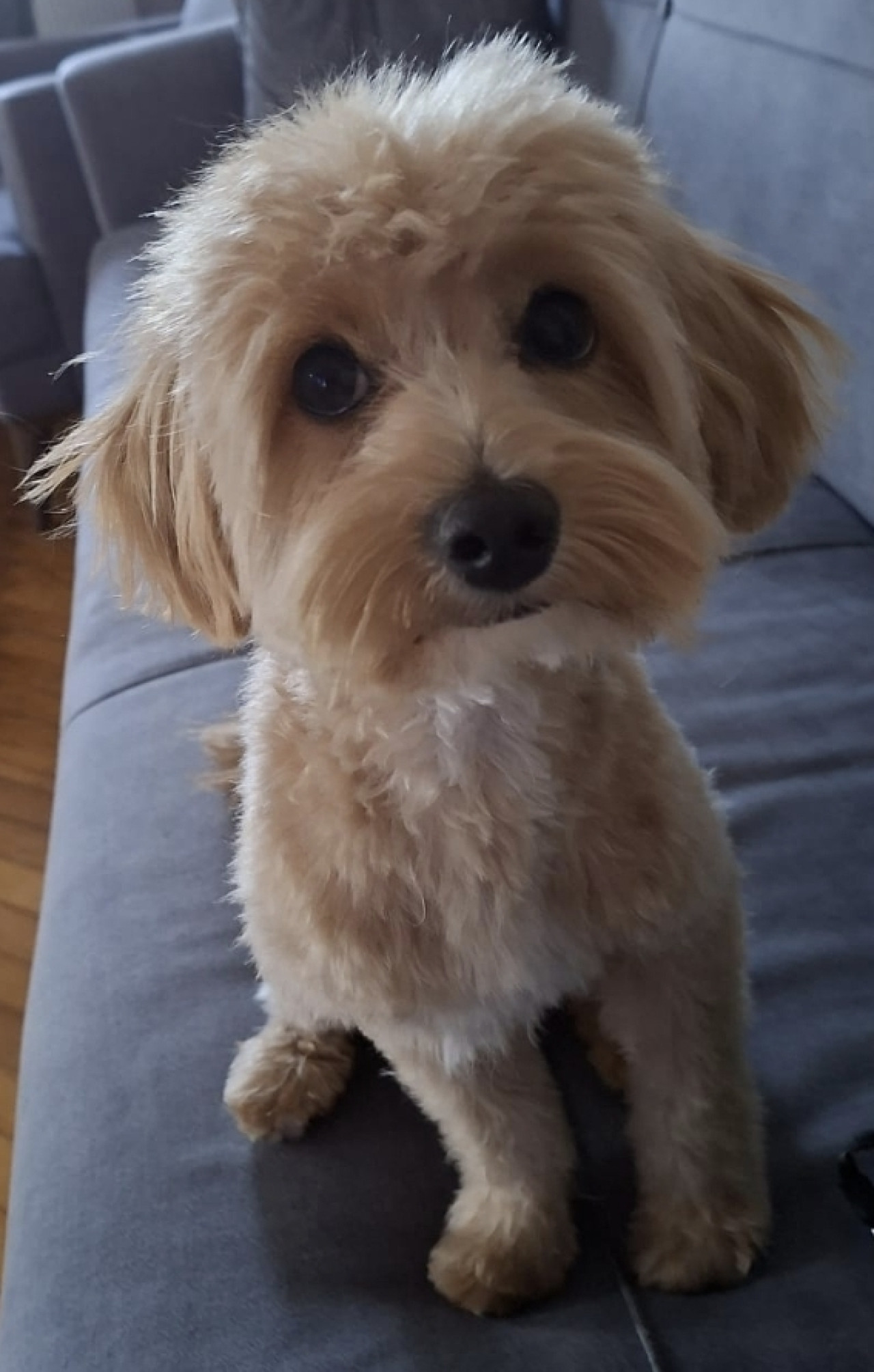 1 yaşında maltipoo oğlumuza eş arıyoruz