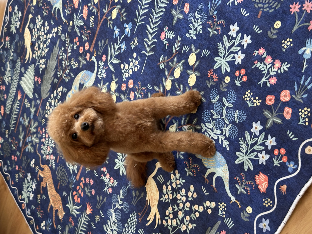 Poodle 2.300 dişi