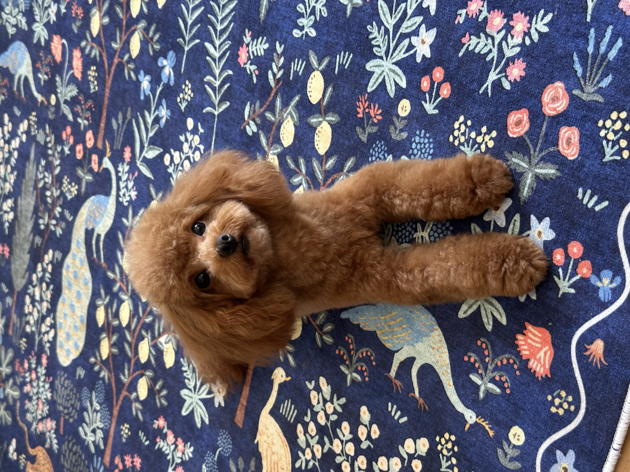 Poodle 2.300 dişi 2