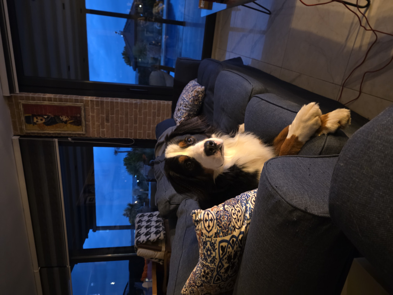 BERNESE MOUNTAİN DOG