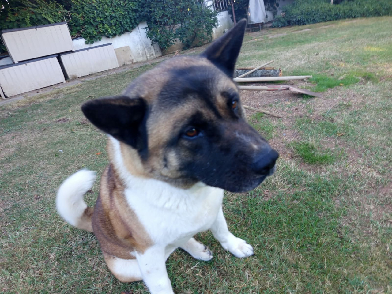 Akita Dişi Çiftleştirme