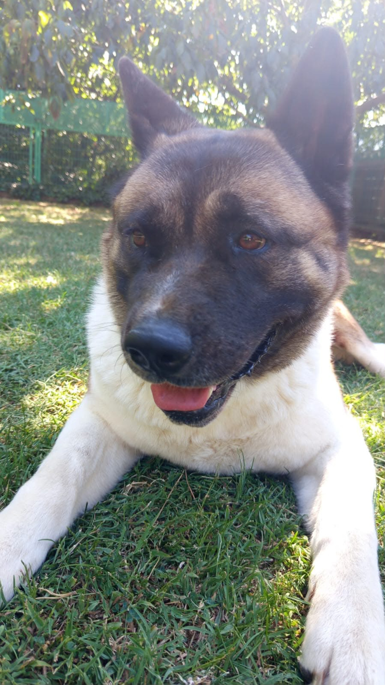 Akita Dişi Çiftleştirme 2