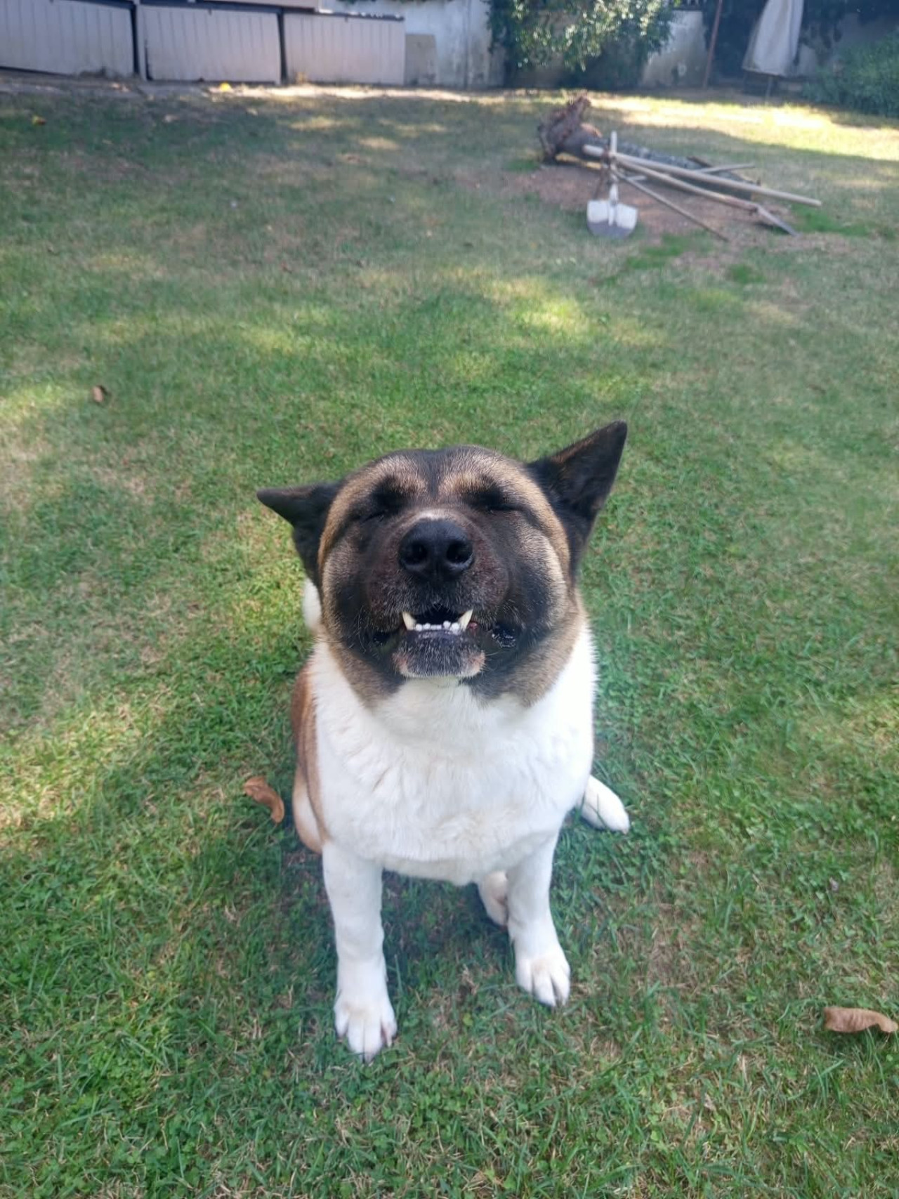 Akita Dişi Çiftleştirme 3