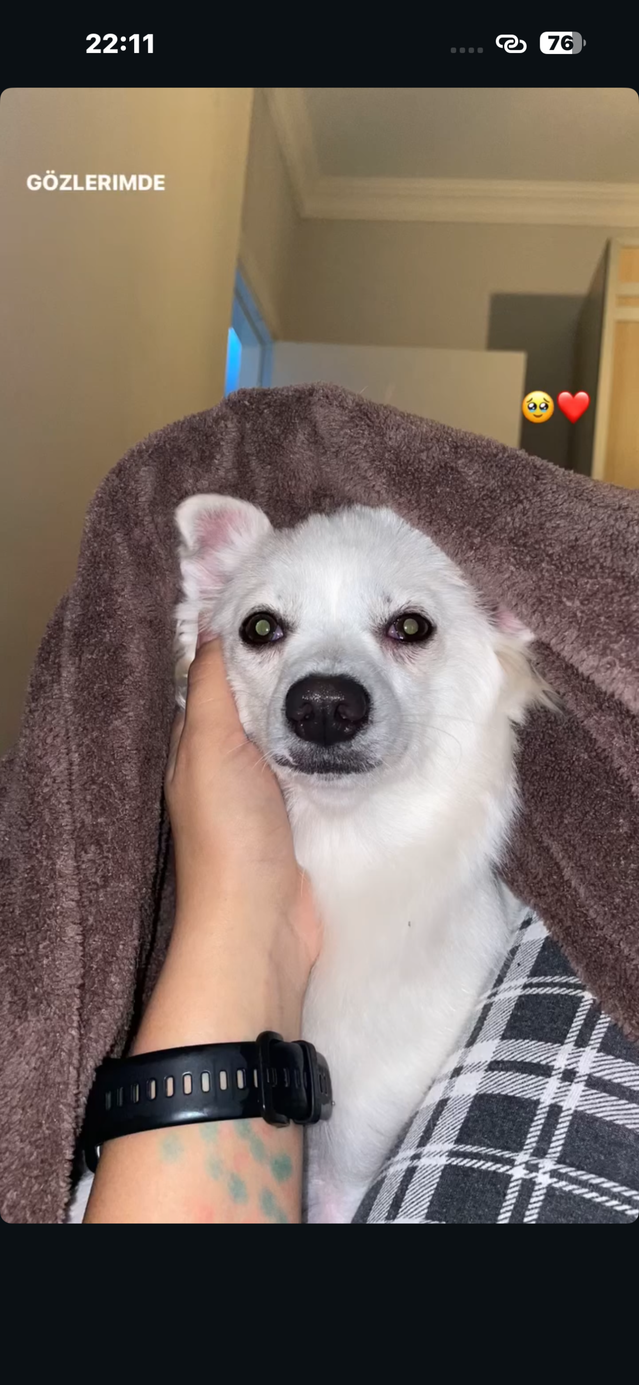 Dişi köpeğimize eş arıyoruz 1