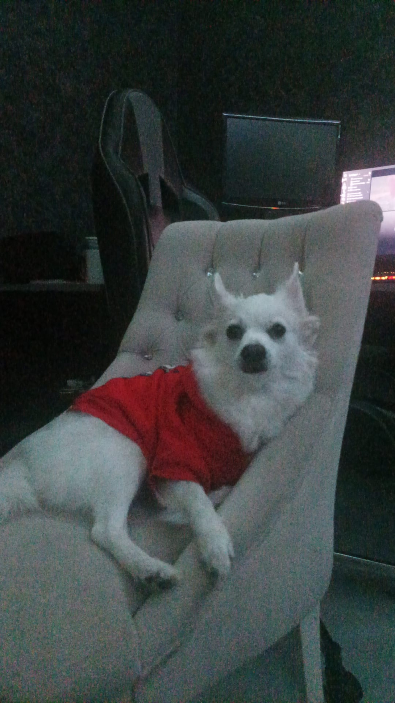 Dişi köpeğimize eş arıyoruz 2