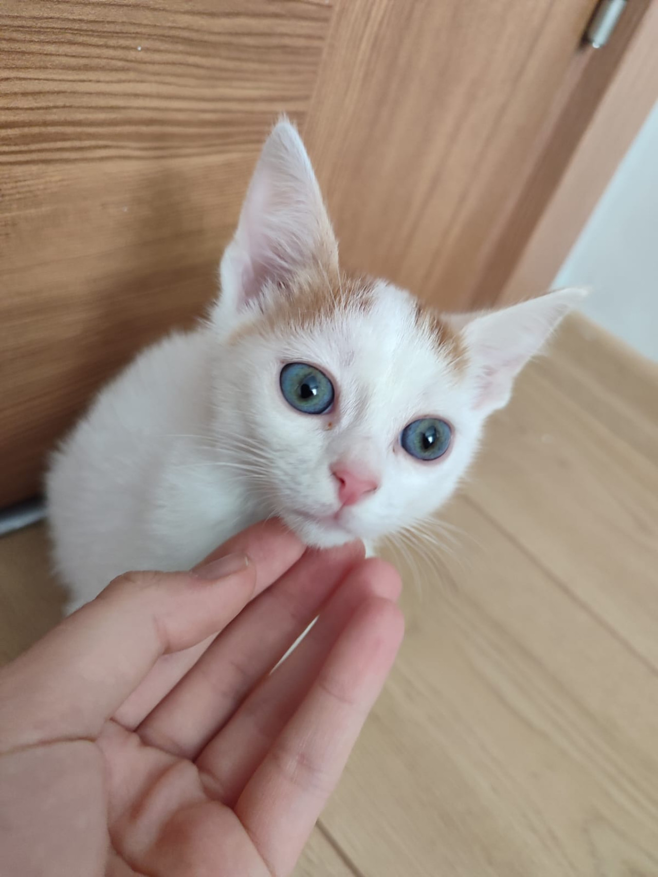 İsimsiz Beyaz Tekir Kedi