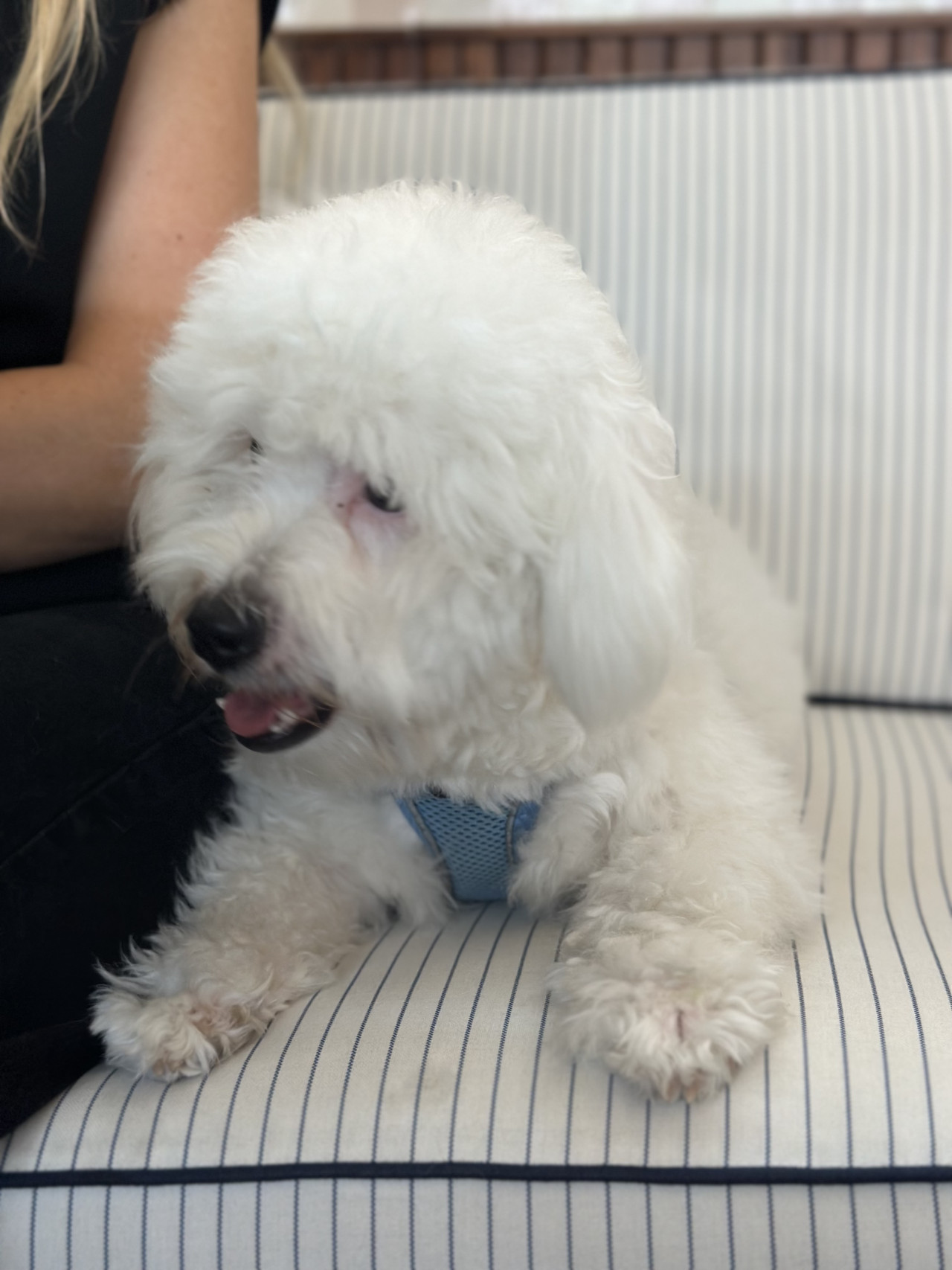 Mochi