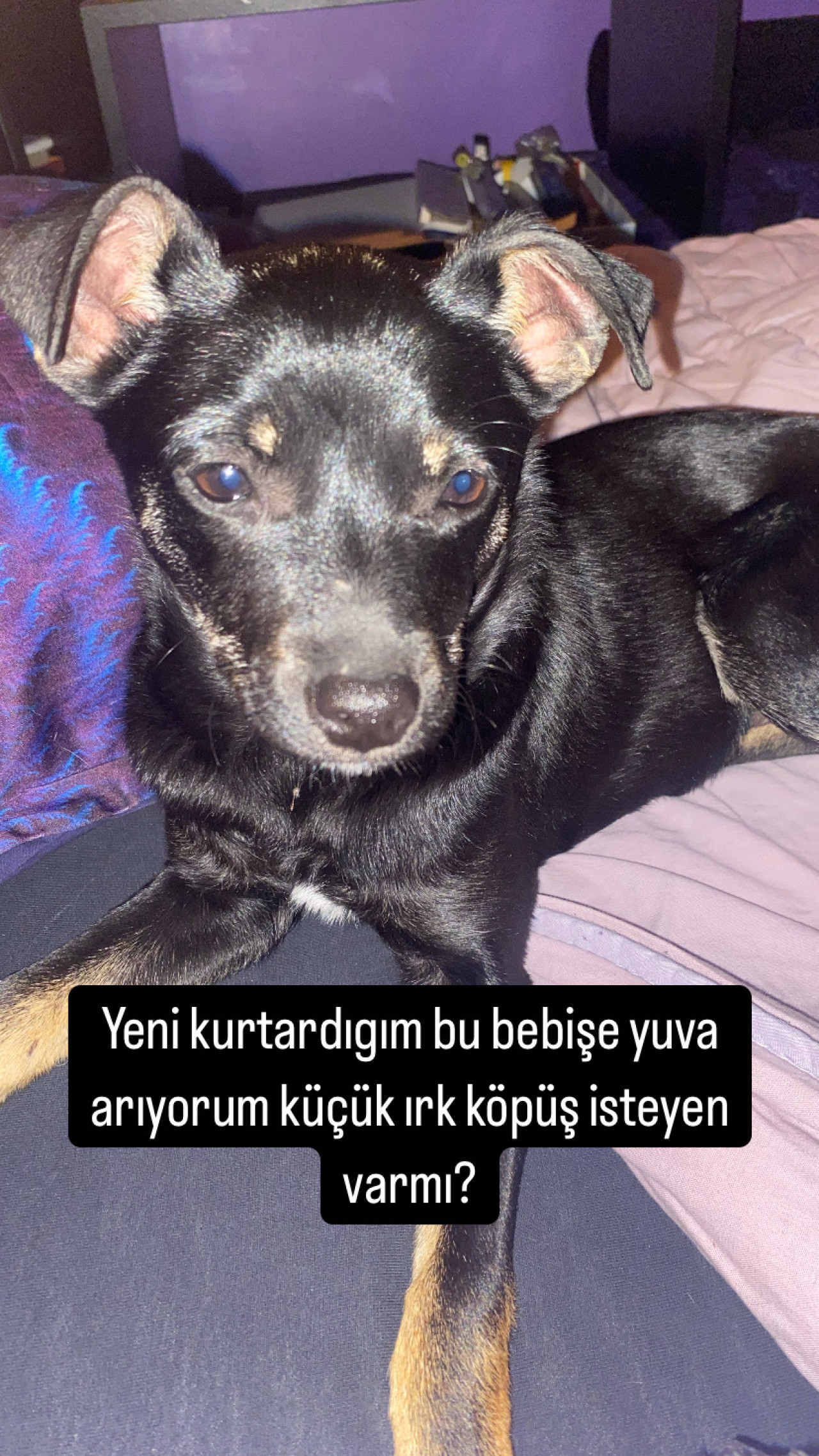 Nicolas