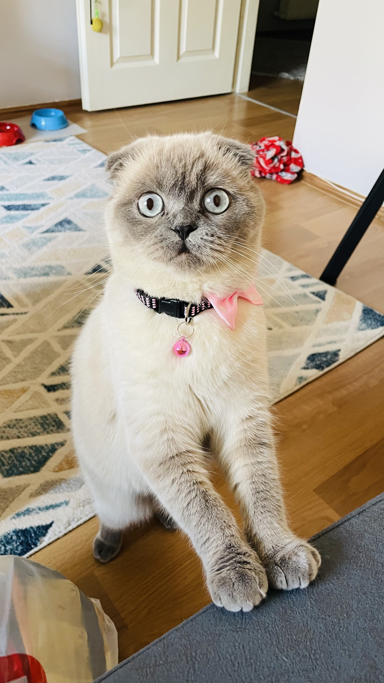 Molly