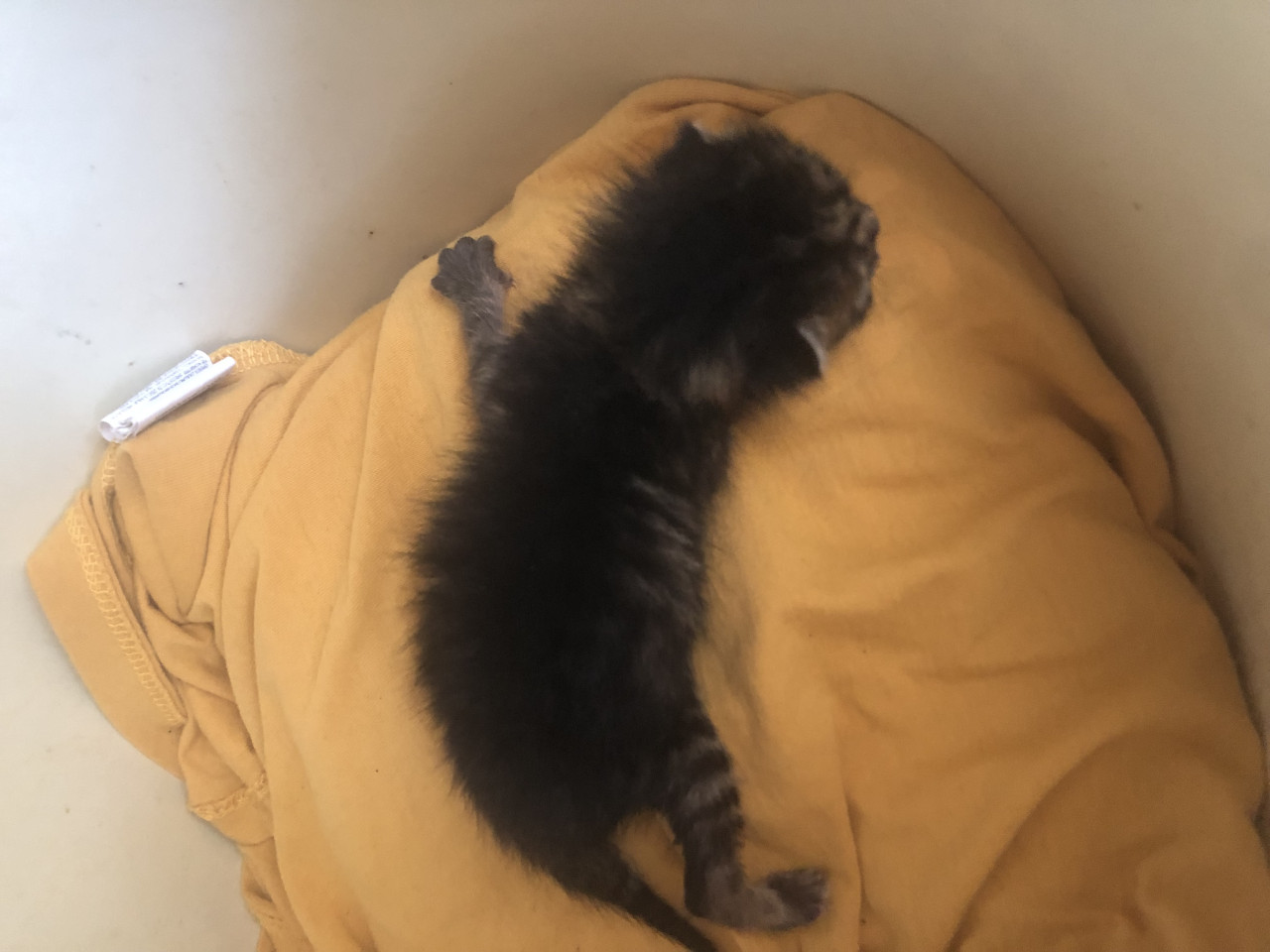Yavru kedi