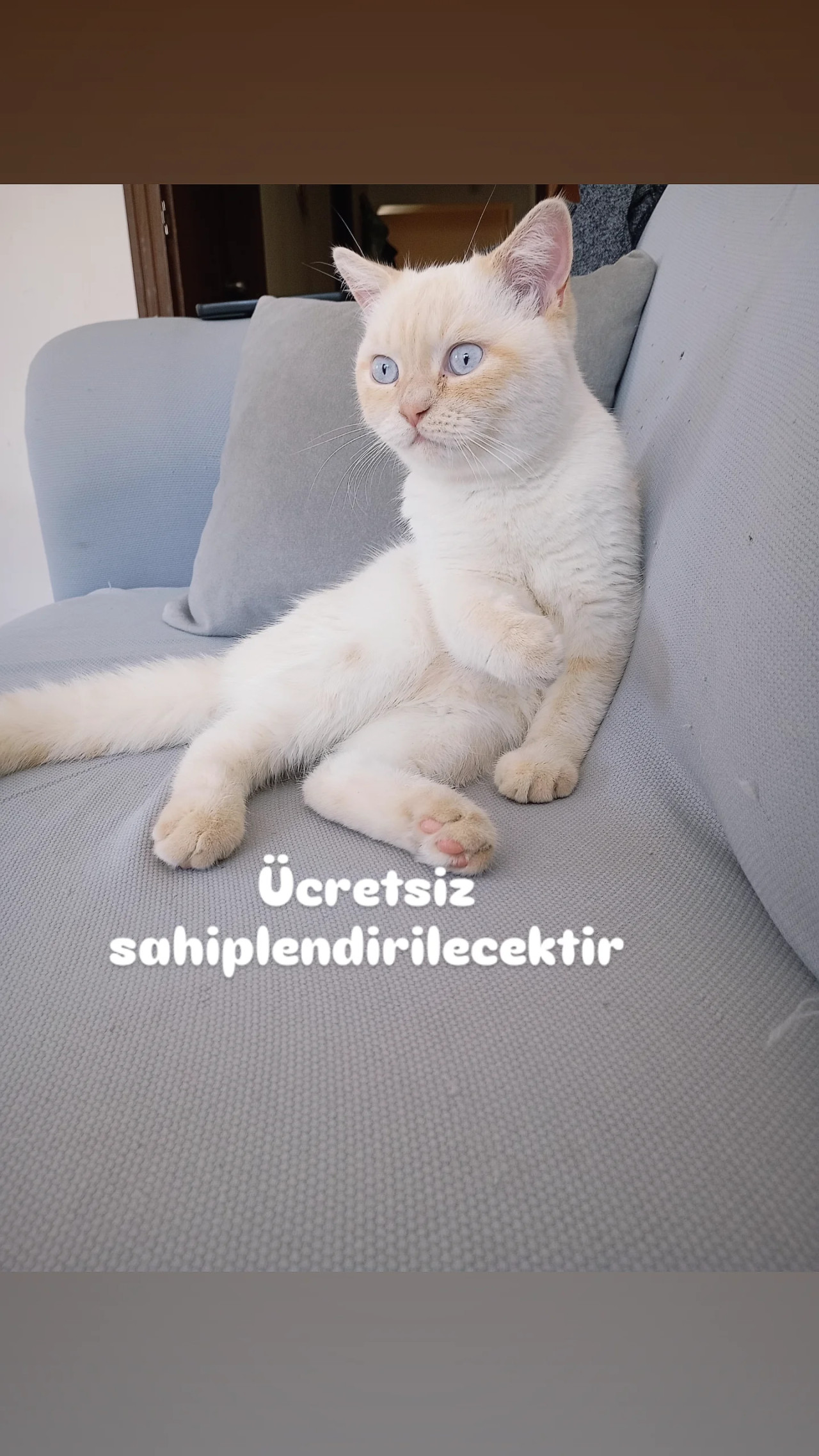 Pofi