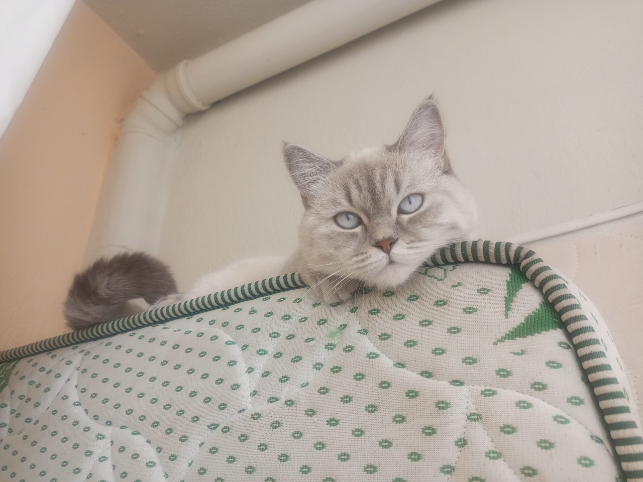 Mia