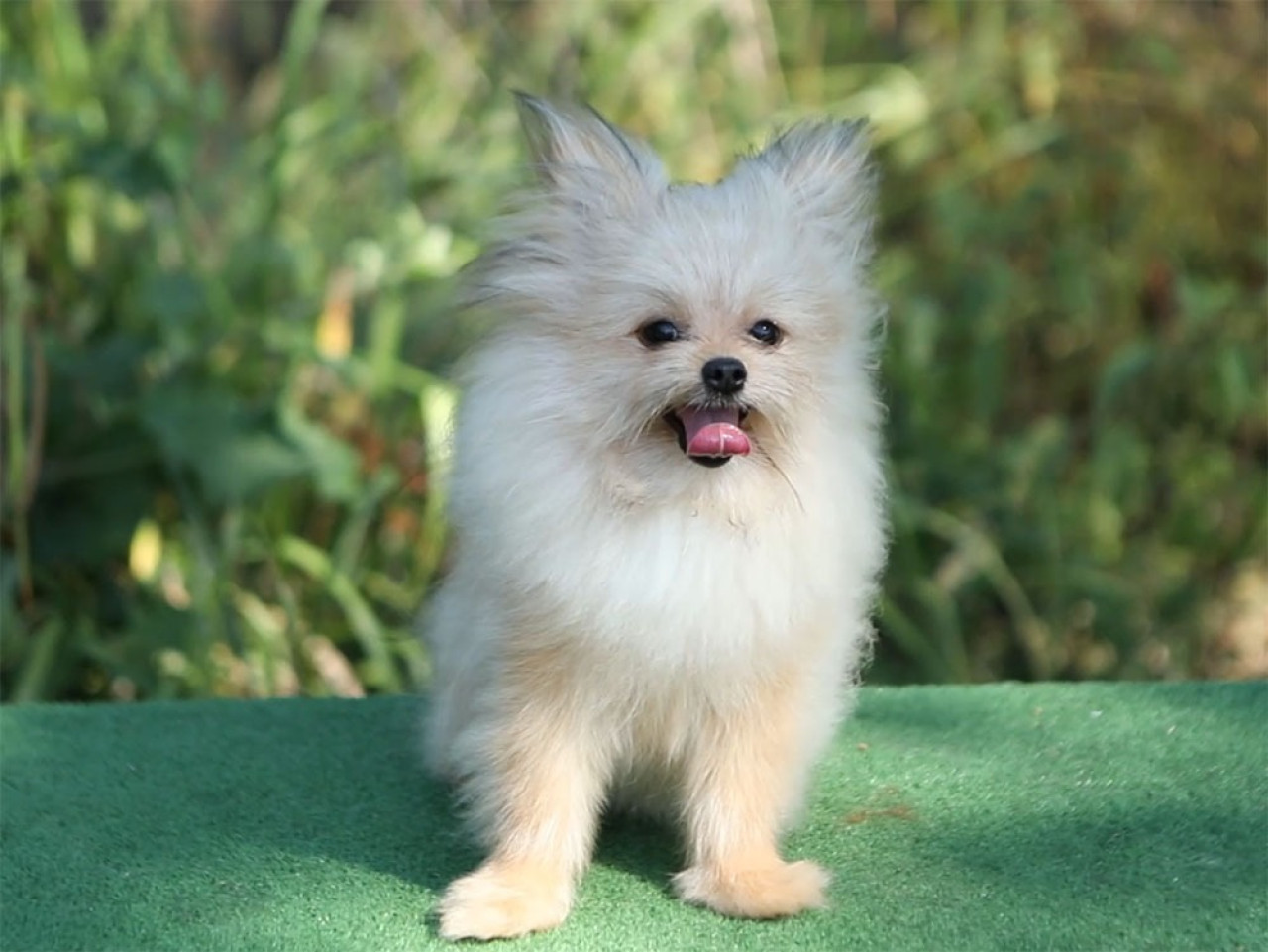 Cooper