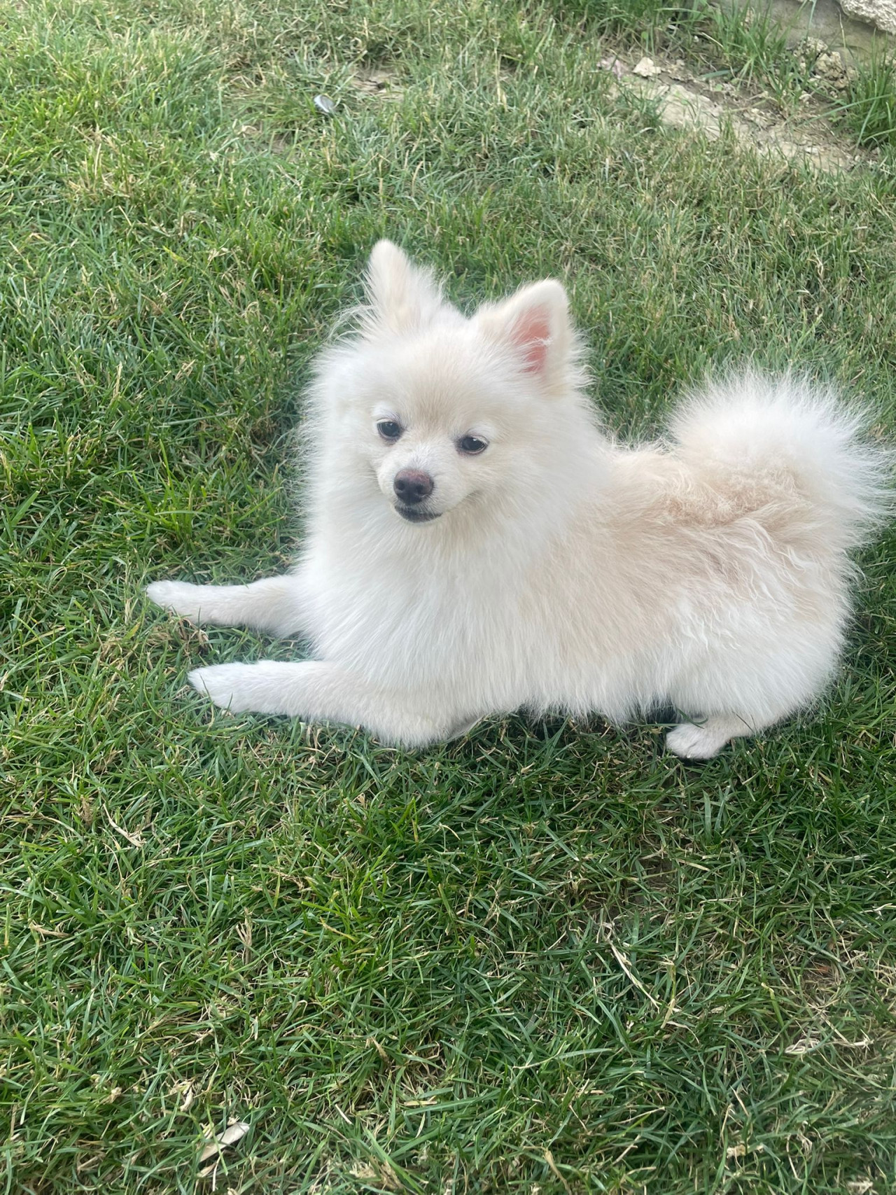 Pomerian boo