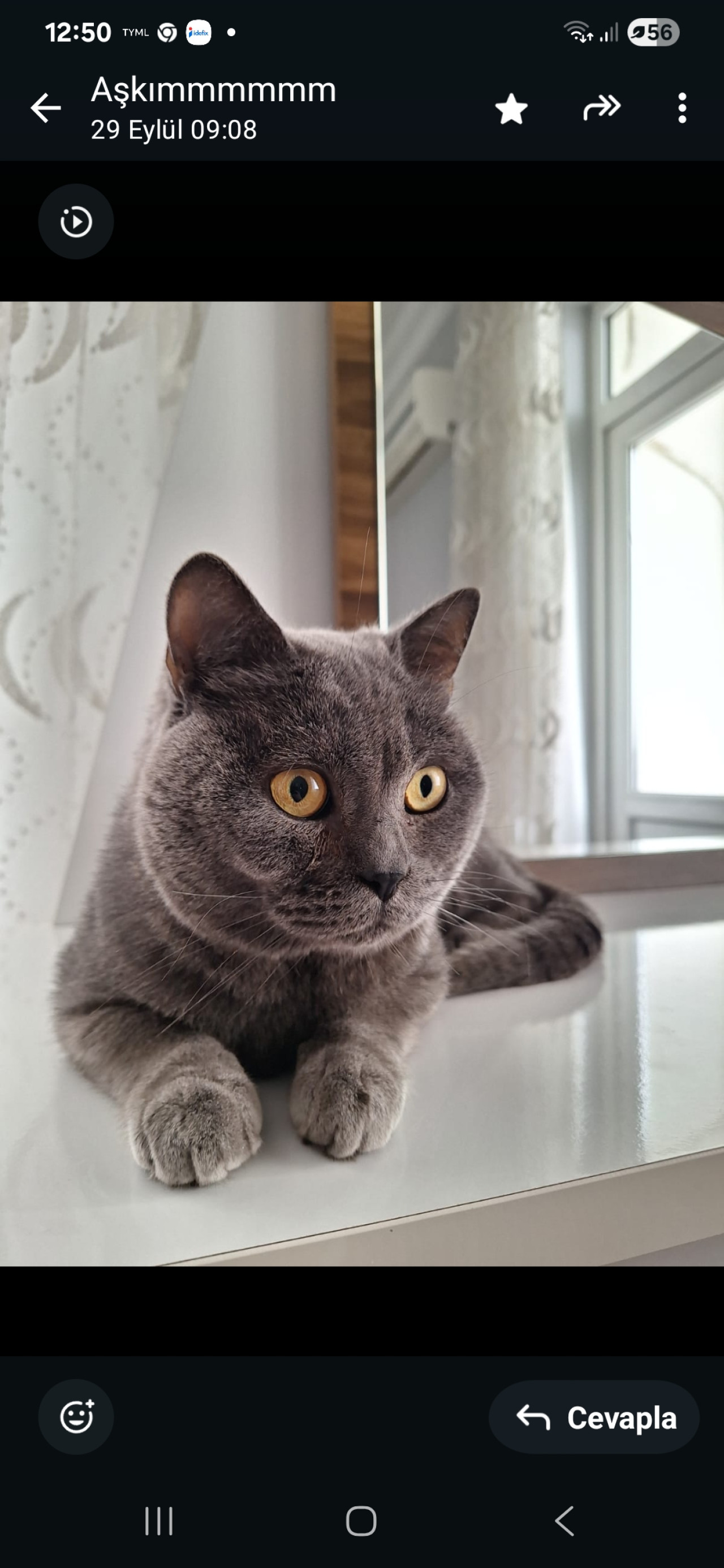 Bulut