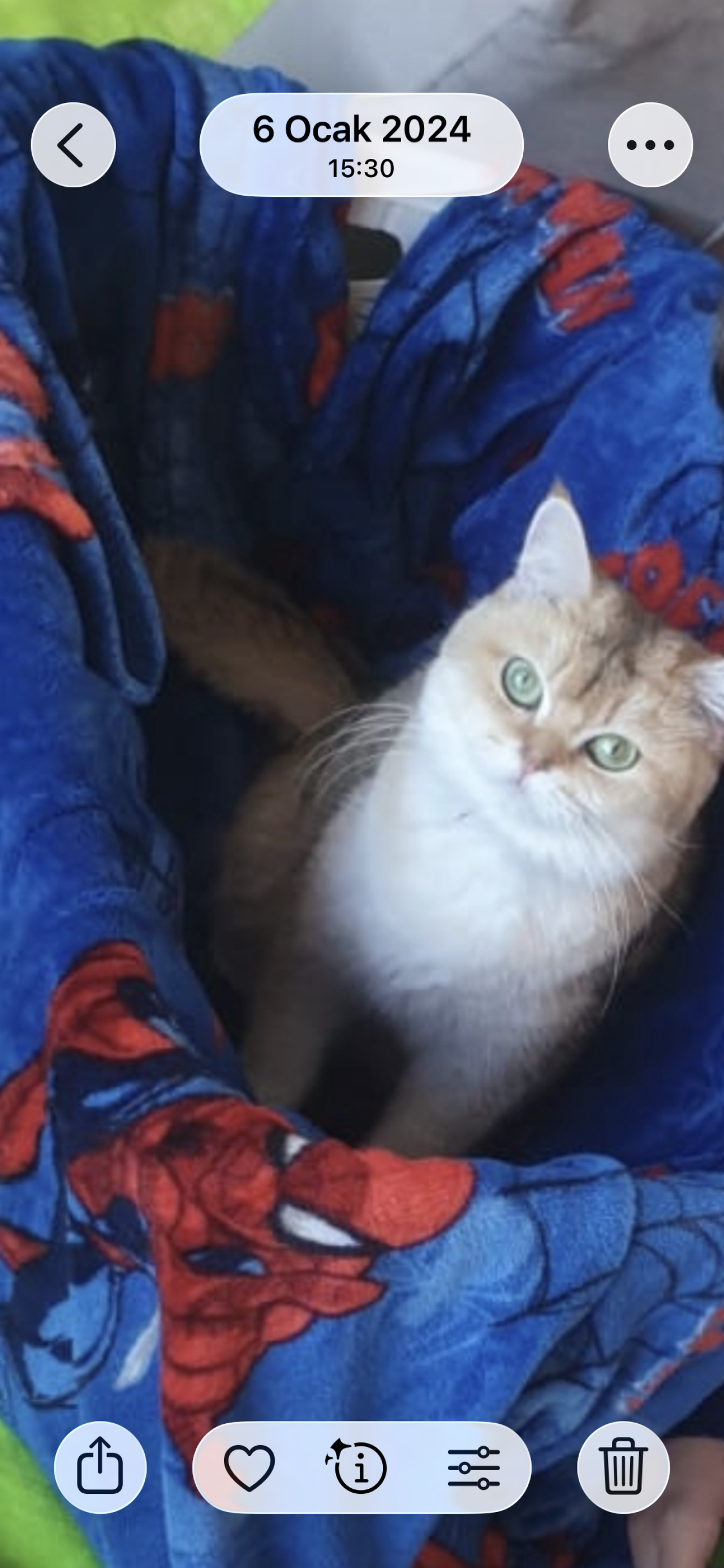 Kedi