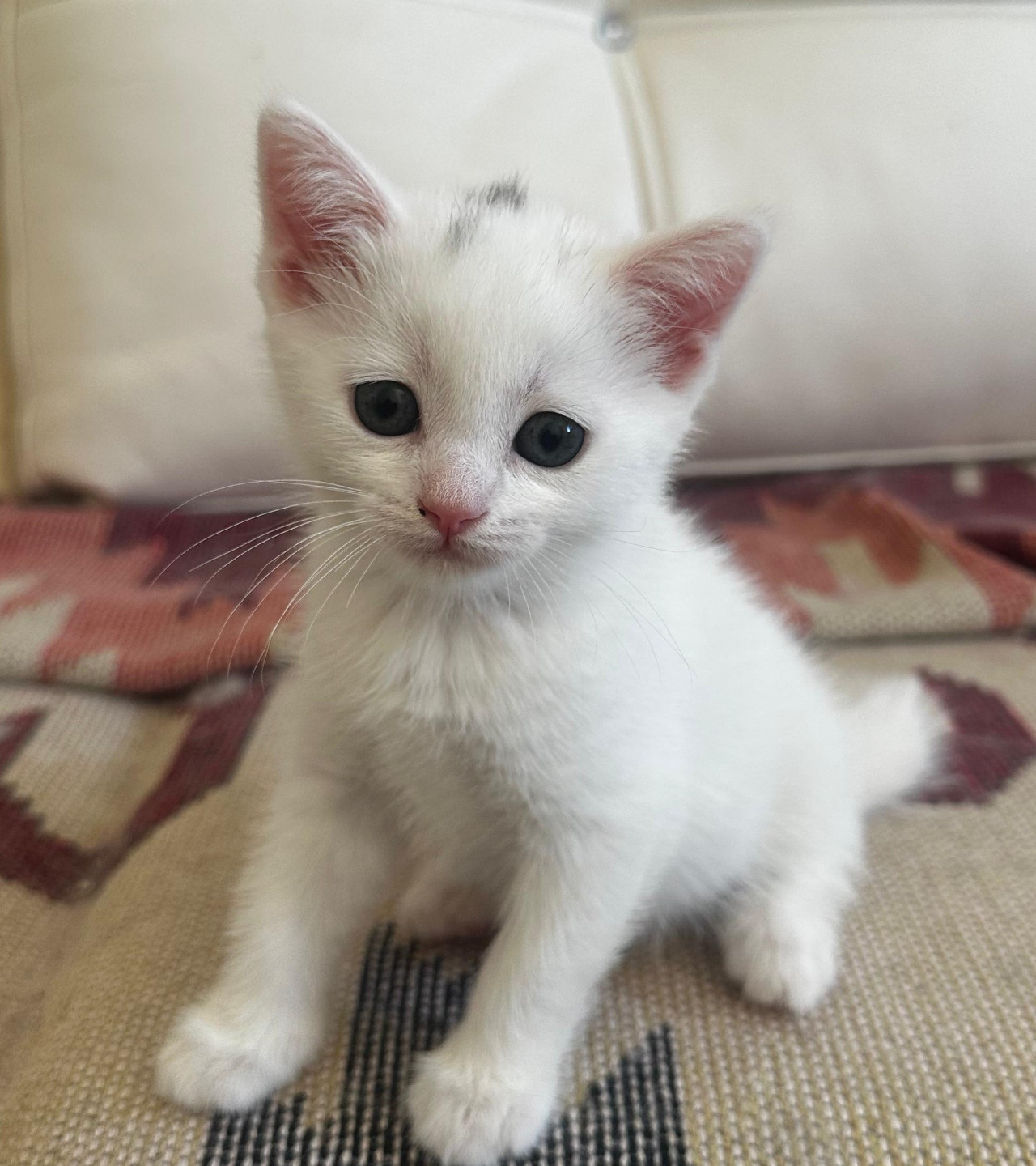 CİNS YAVRU KEDİ