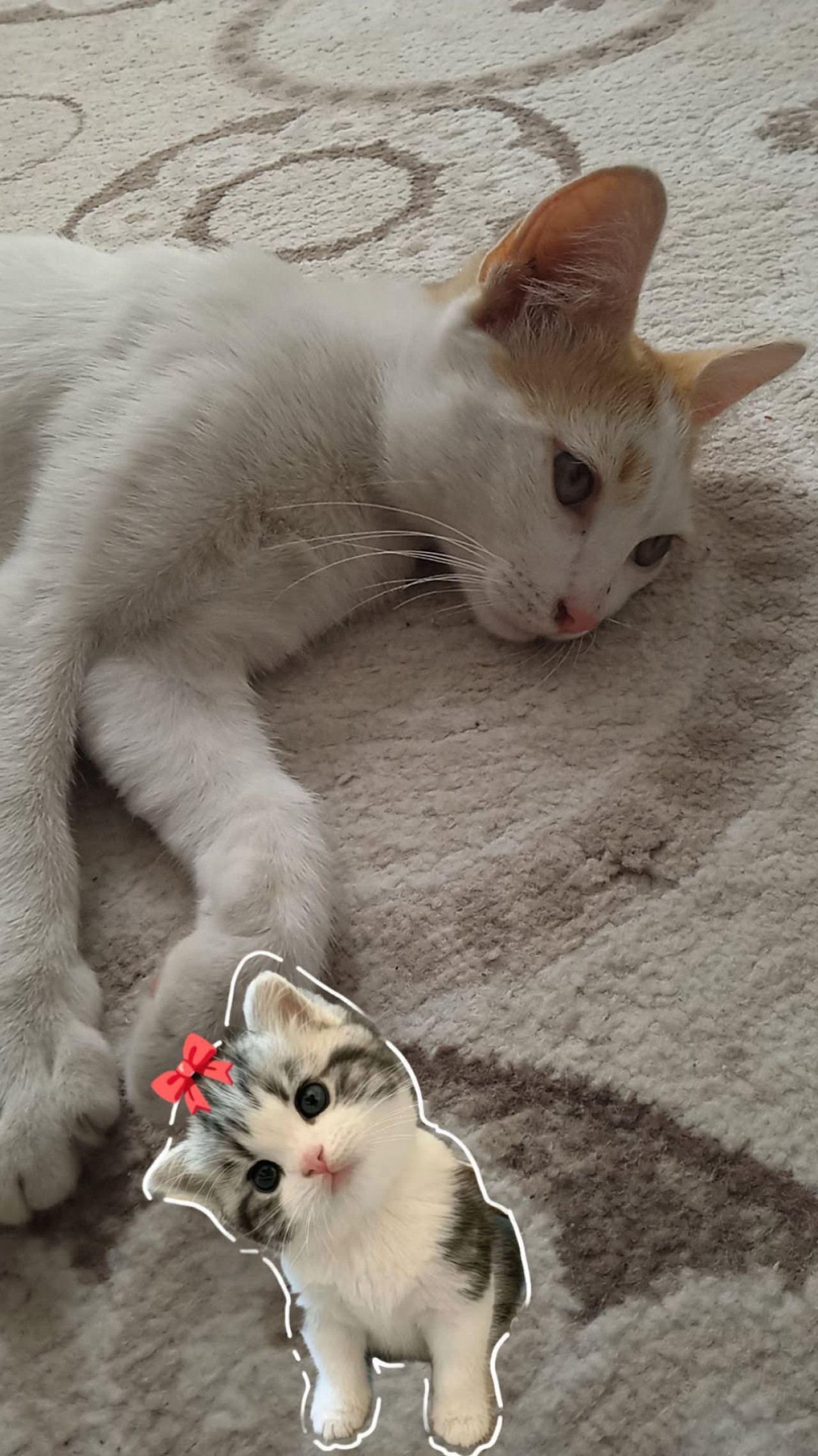 Pamuk