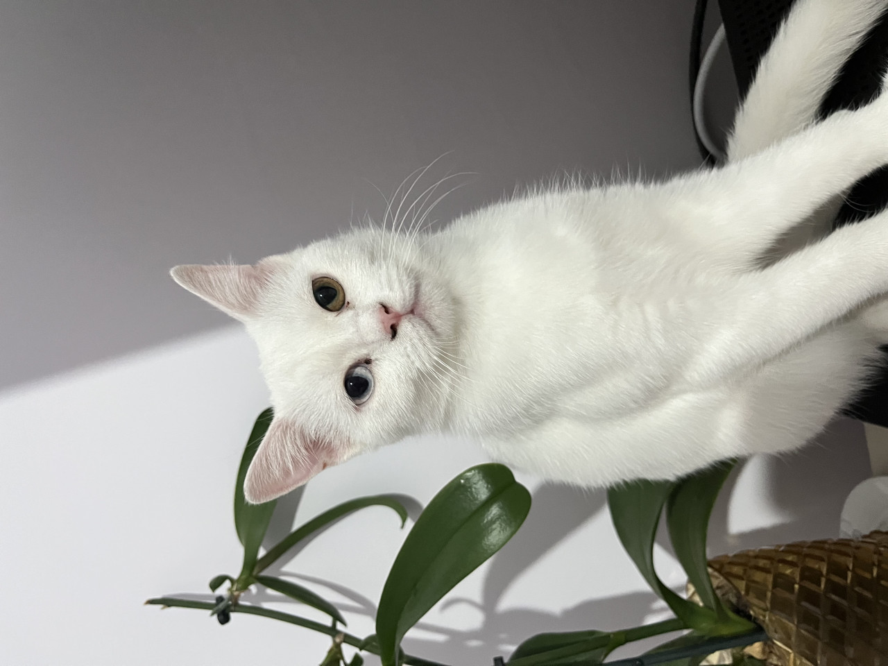 Pamuk