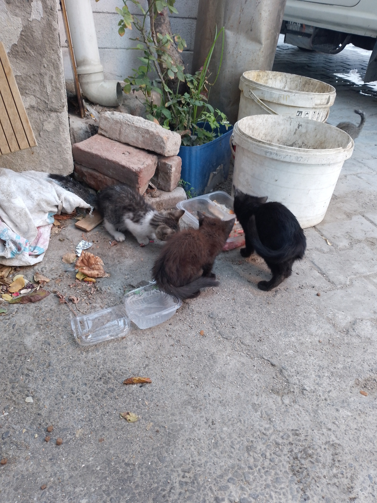 Yavru Kedi