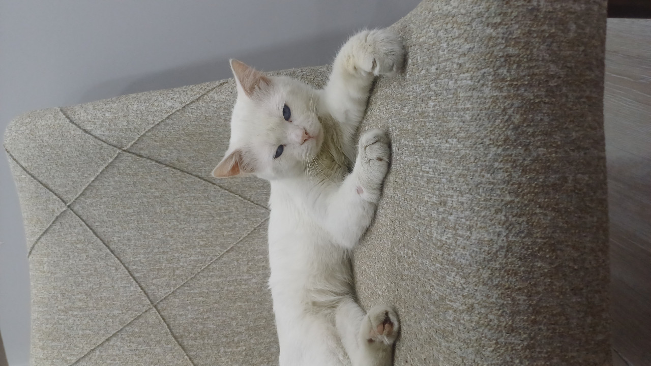 Ankara kedisi