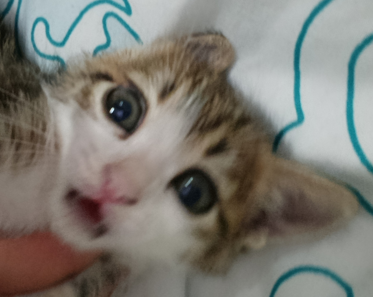 Lilly
