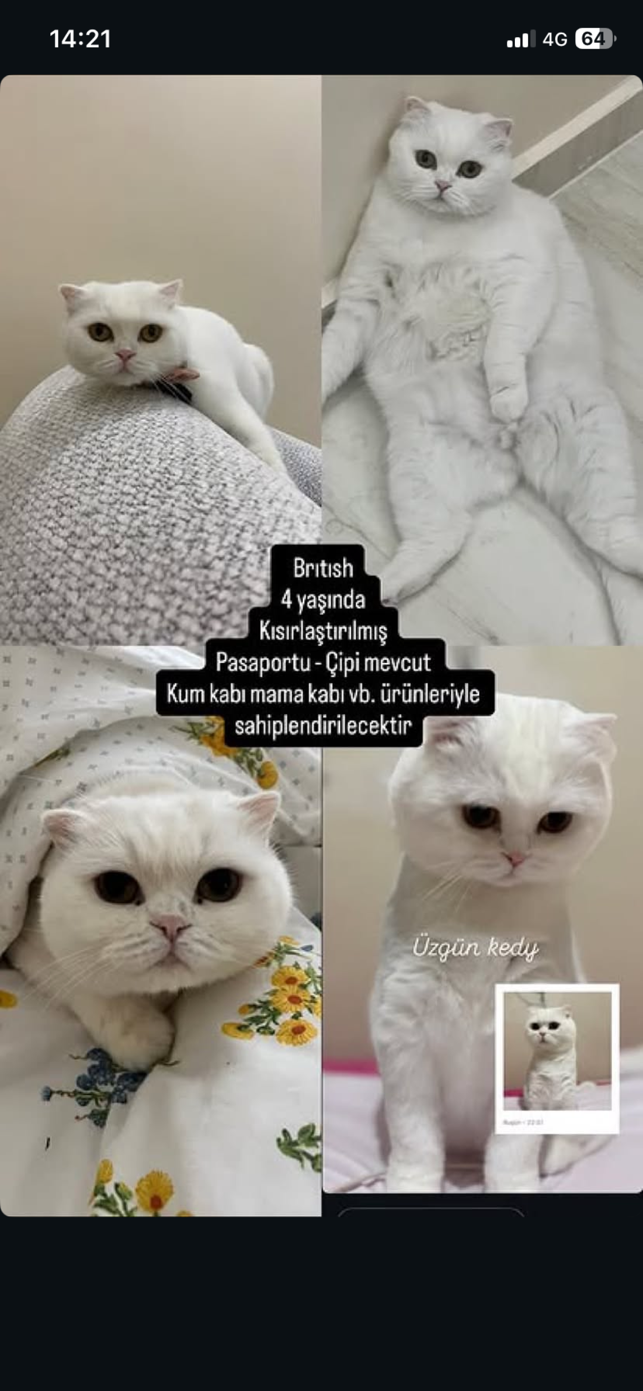 Pamuk