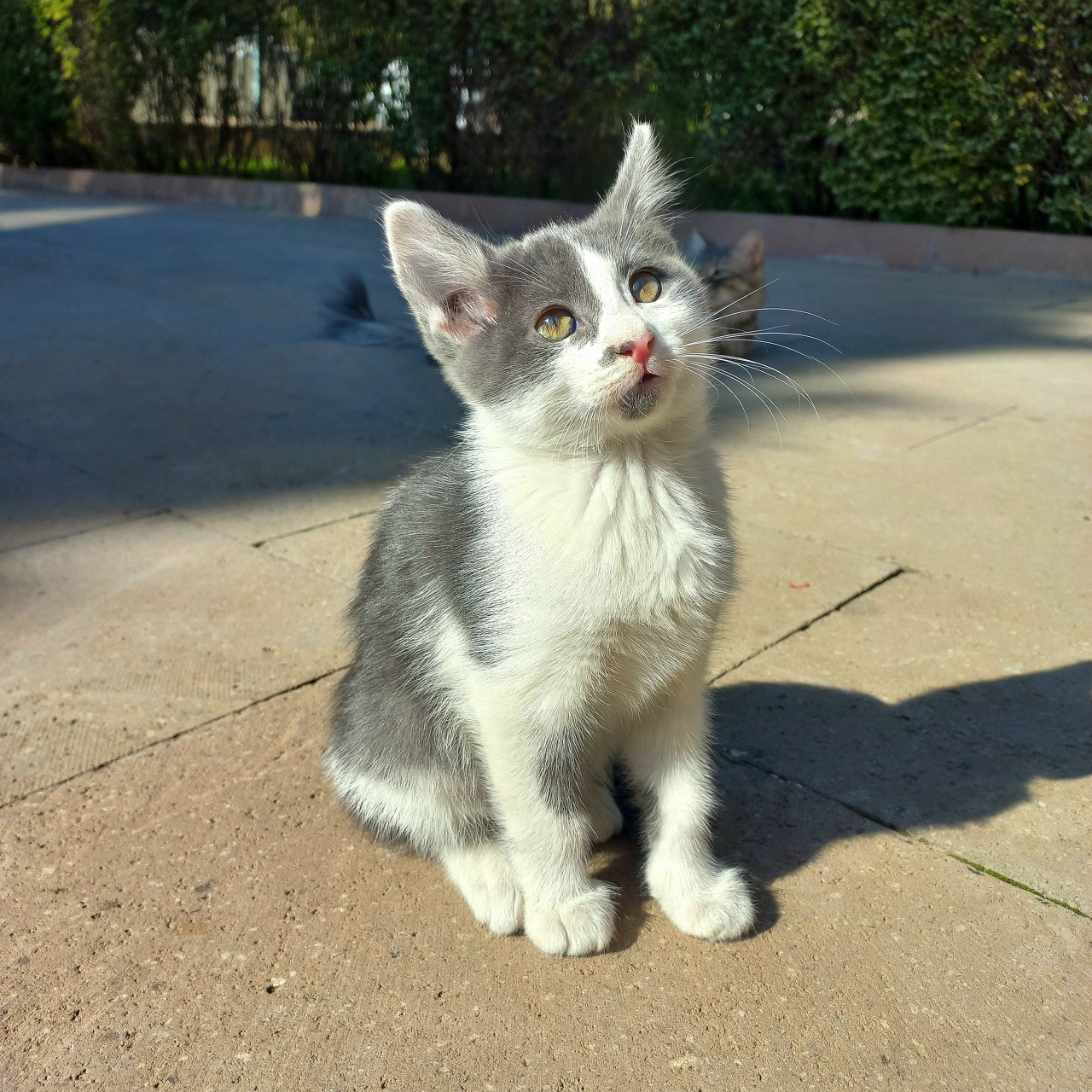 Yavru kedi