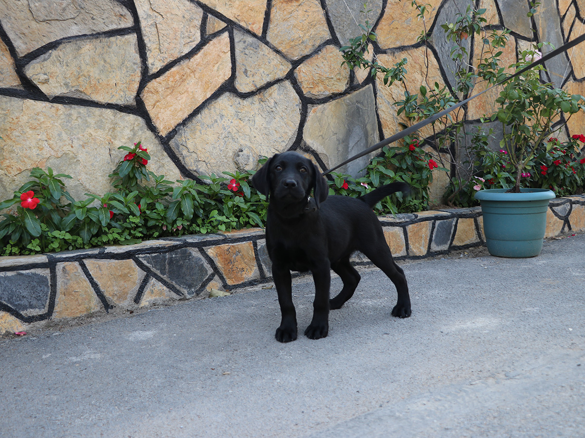 Erdoğdu ailesi ve yeni can dostları olan Labrador ırkı yavrusu