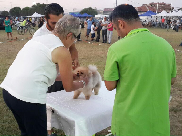 İstanbul Pomeranian Yarışması şampiyonu elit yavru reina