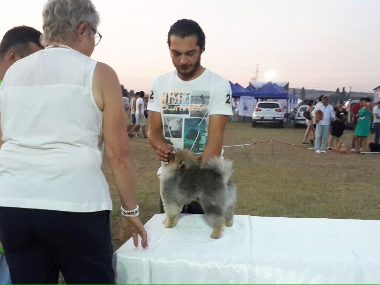 İstanbul Pomeranian Yarışması şampiyonu elit yavru reina