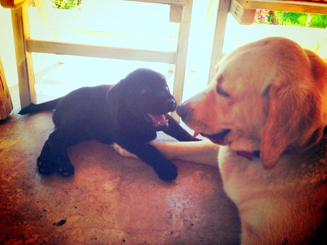 Labrador, Golden Retriever Referansları