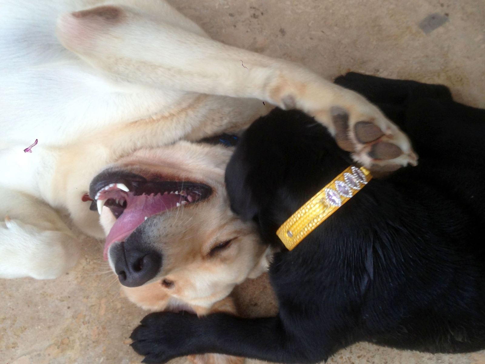 Labrador, Golden Retriever Referansları