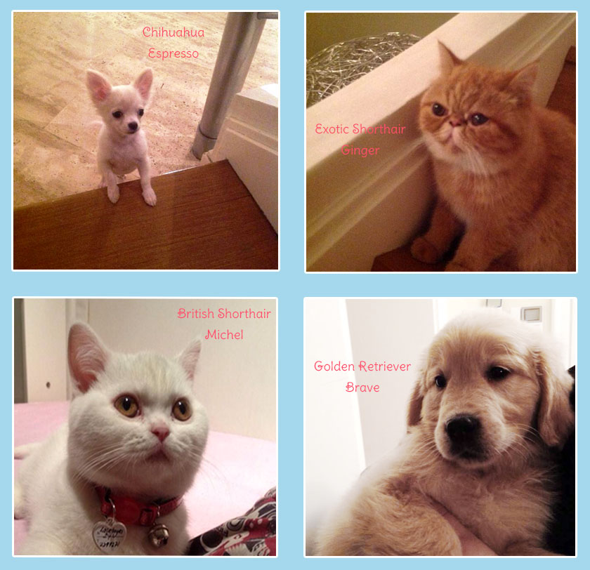 Mete Düren Exotic Shorthair Golden Retriever British Shorthair Chihuahua