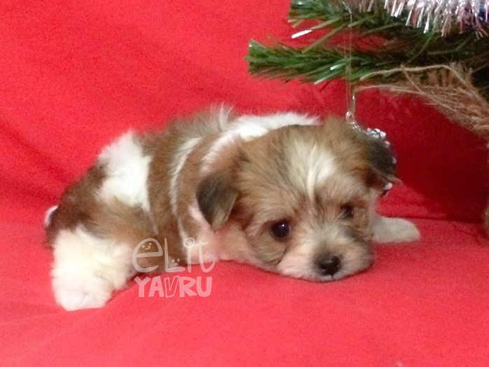 morkie yavru satış