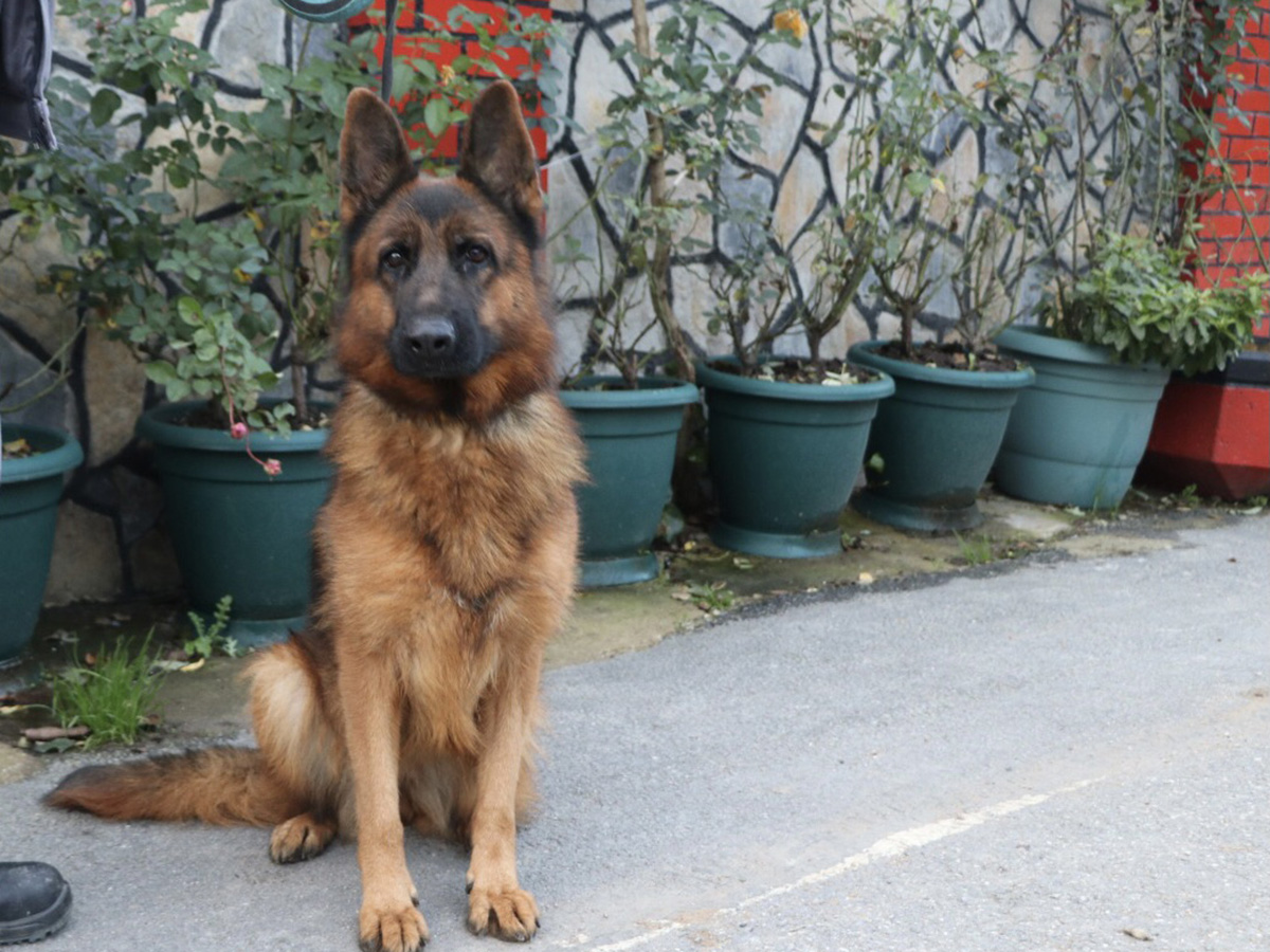 Mansur ailesinin Alman çoban köpeği Bella pansiyonumuzda vakit geçirmeyi çok seviyor