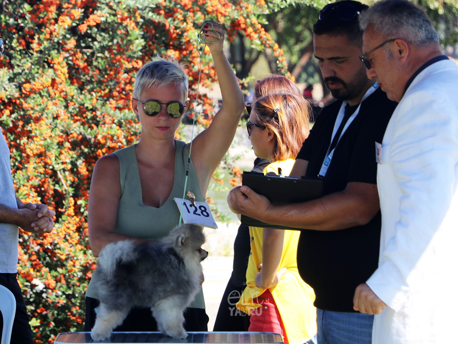 pomeranian izmir yarismasi 2019