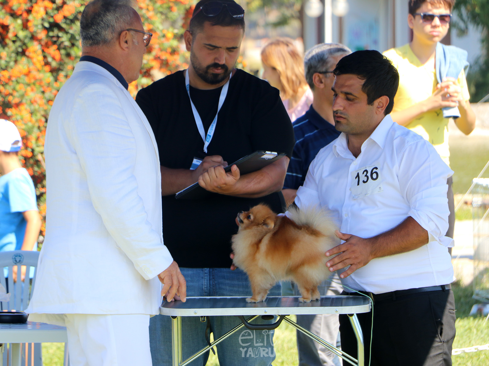 pomeranian izmir yarismasi samantha 2019