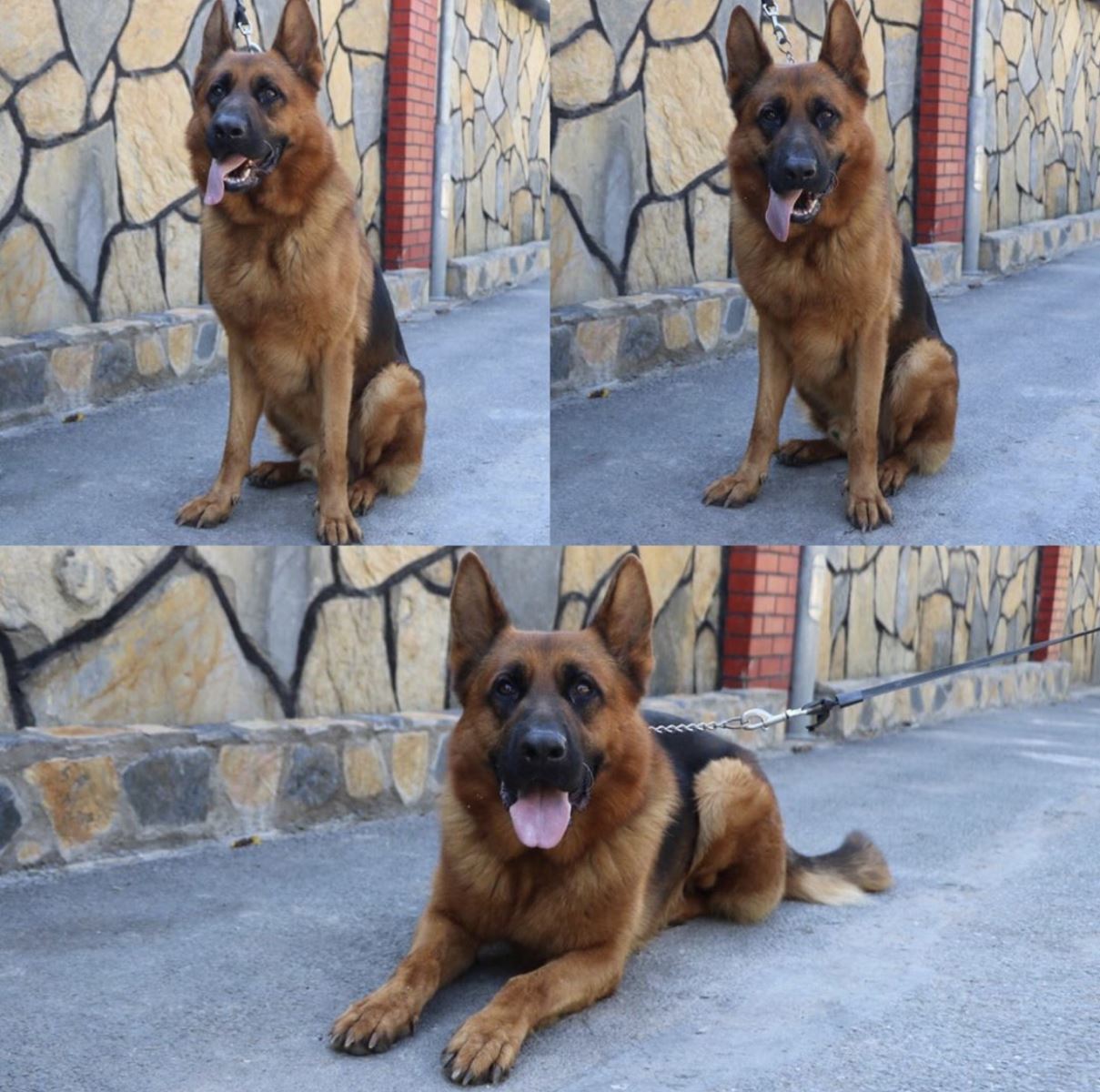 Sayın Serkan Kılıç ve Alman Çoban köpeği İgor