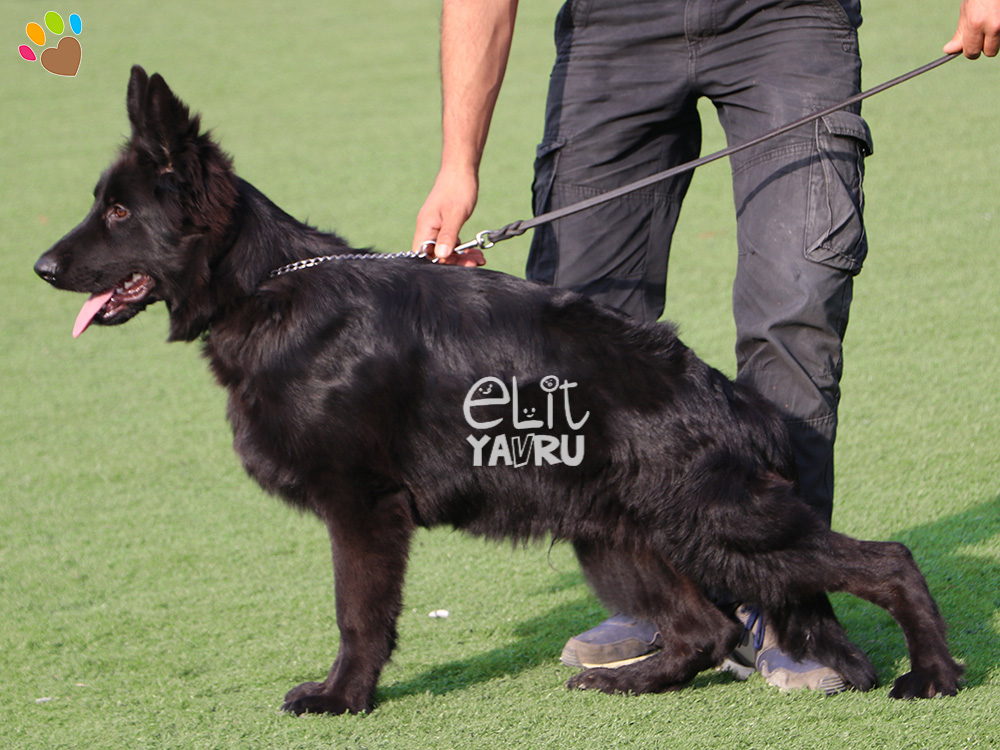 Elit Yavru Çiftliği, siyah tüylü Alman Çoban Köpeği