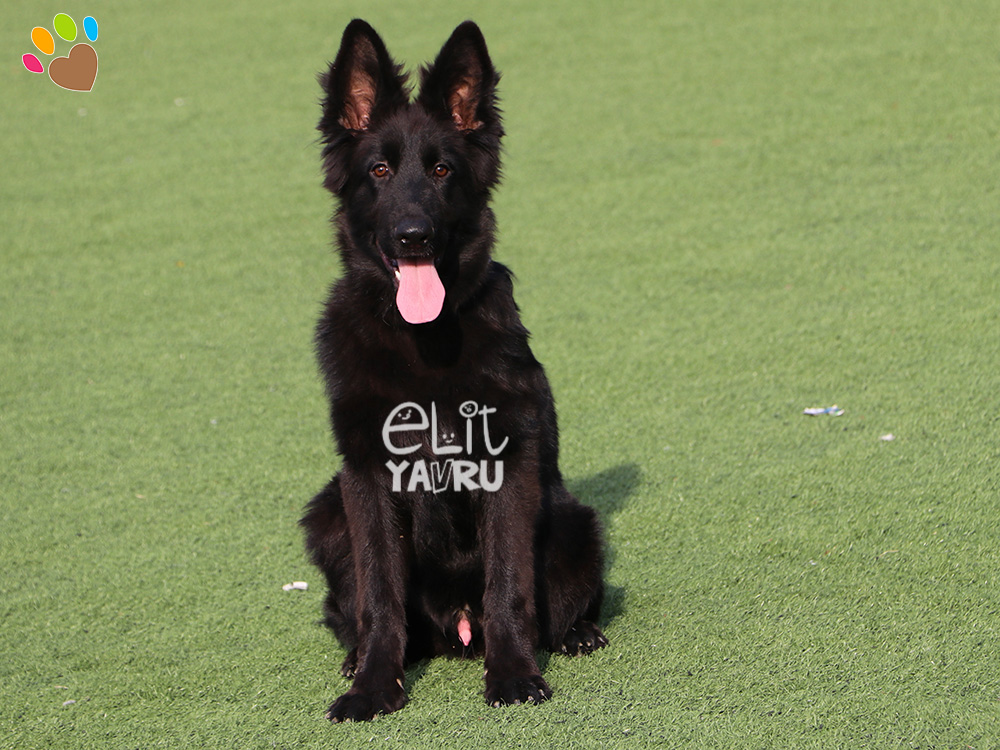 Elit Yavru Çiftliği, siyah tüylü Alman Çoban Köpeği