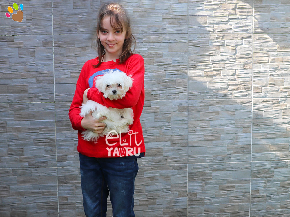 Ankara'dan Demirhan Ailesi, Maltese Terrier elit yavrularına kavuştu