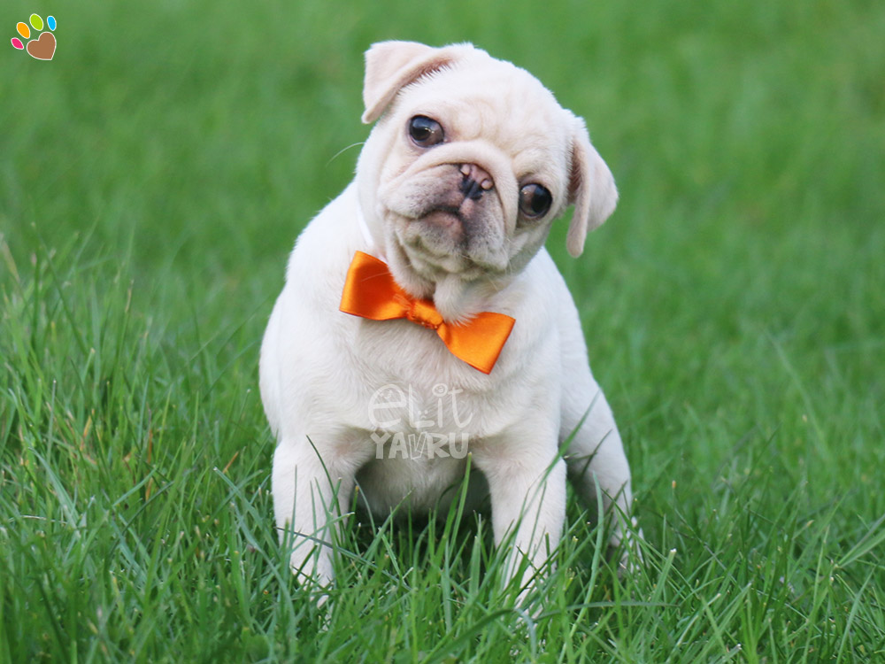 white mops