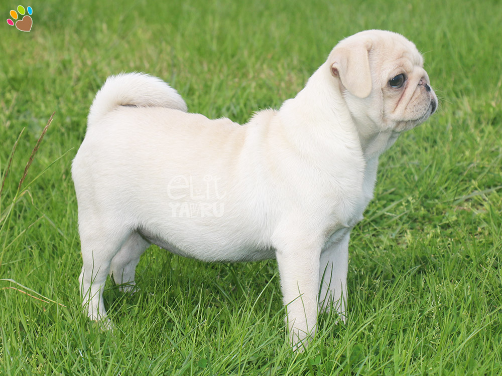 white pug