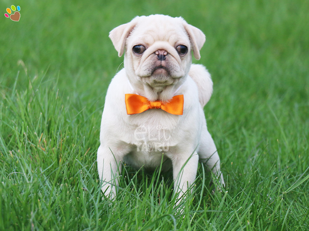 beyaz pug yavru