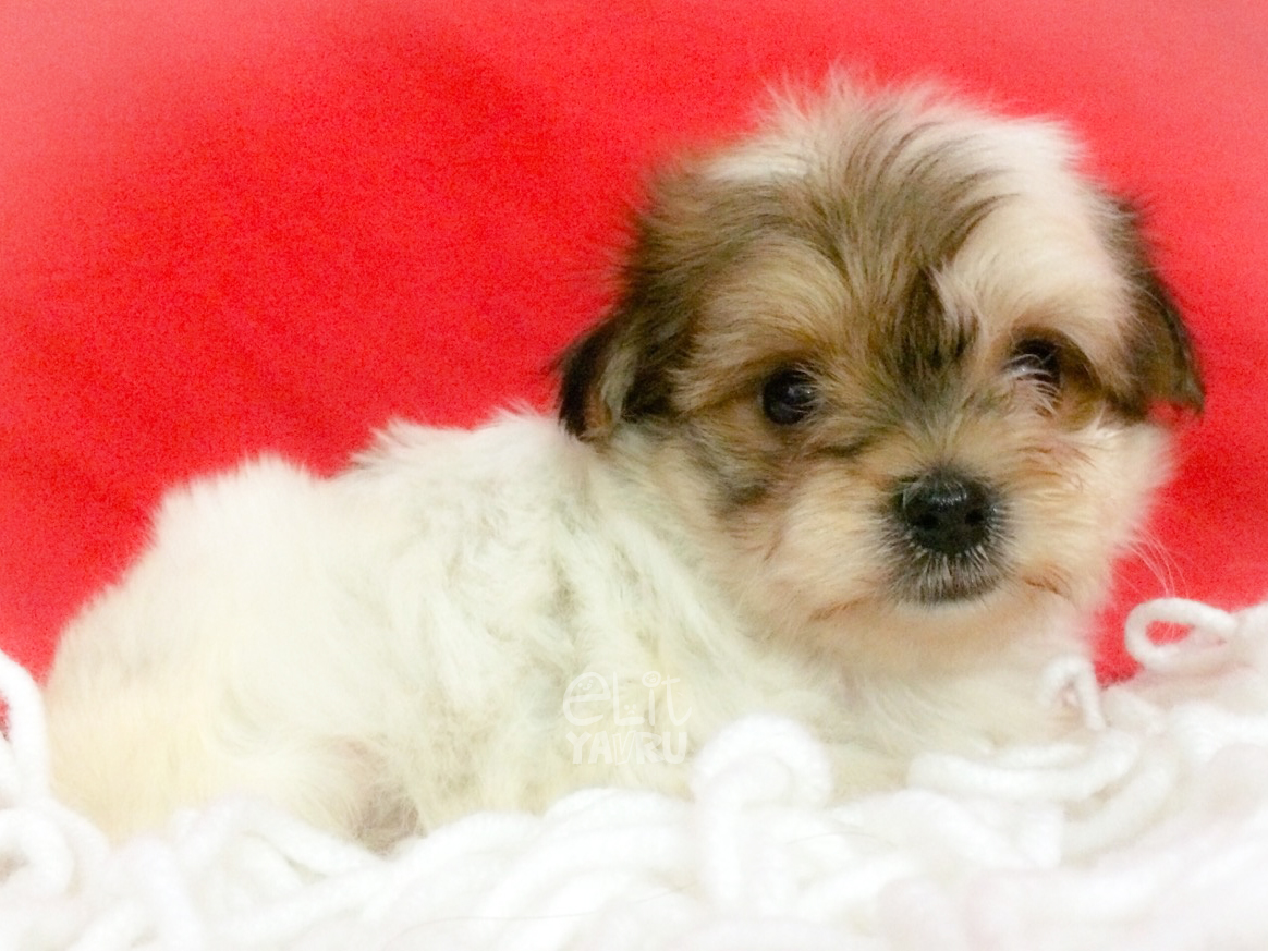 Morkies yavru