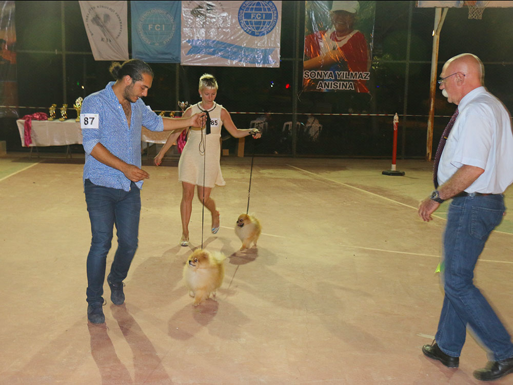 Bodrum Kif Yarışması Şampiyon Pomeranian