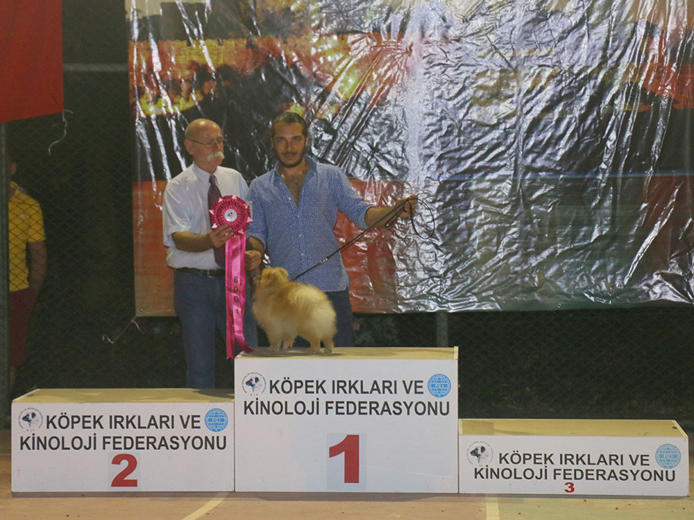 Bodrum Kif Yarışması Şampiyon Pomeranian